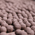 Oxeye Daisy Wildflower Seedball Tubes - Sprouts of Bristol