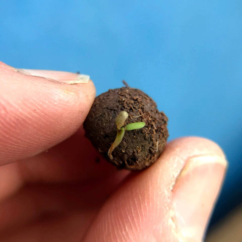 Oxeye Daisy Wildflower Seedball Tubes - Sprouts of Bristol