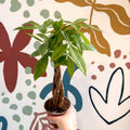 Pachira aquatica - Guiana Chestnut - Sprouts of Bristol