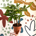 Pachira aquatica - Guiana Chestnut - Sprouts of Bristol