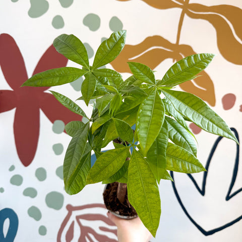 Pachira aquatica - Guiana Chestnut - Sprouts of Bristol