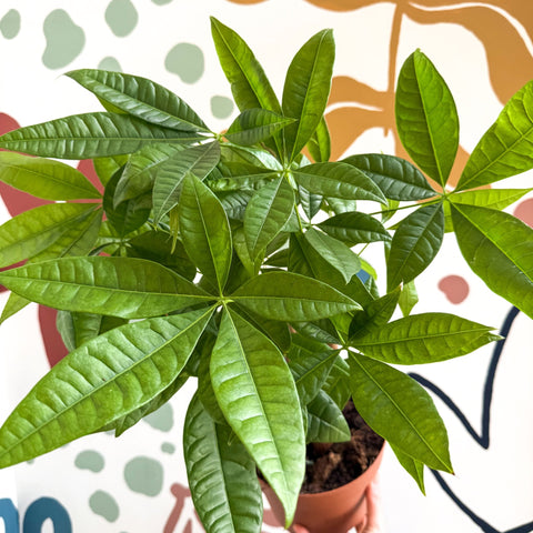 Pachira aquatica - Guiana Chestnut - Sprouts of Bristol