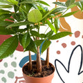 Pachira aquatica - Guiana Chestnut - Sprouts of Bristol