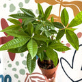 Pachira aquatica - Guiana Chestnut - Sprouts of Bristol