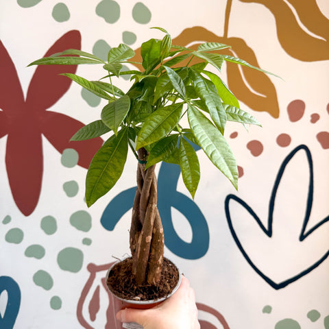 Pachira aquatica - Guiana Chestnut - Sprouts of Bristol