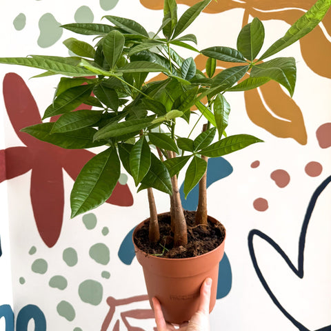 Pachira aquatica - Guiana Chestnut - Sprouts of Bristol