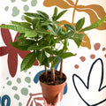 Pachira aquatica - Guiana Chestnut - Sprouts of Bristol