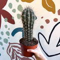 Pachycereus pringlei – Mexican Giant Cardón - Sprouts of Bristol