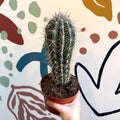 Pachycereus pringlei – Mexican Giant Cardón - Sprouts of Bristol