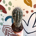 Pachycereus pringlei – Mexican Giant Cardón - Sprouts of Bristol