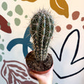 Pachycereus pringlei – Mexican Giant Cardón - Sprouts of Bristol