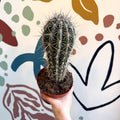 Pachycereus pringlei – Mexican Giant Cardón - Sprouts of Bristol