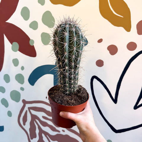 Pachycereus pringlei – Mexican Giant Cardón - Sprouts of Bristol