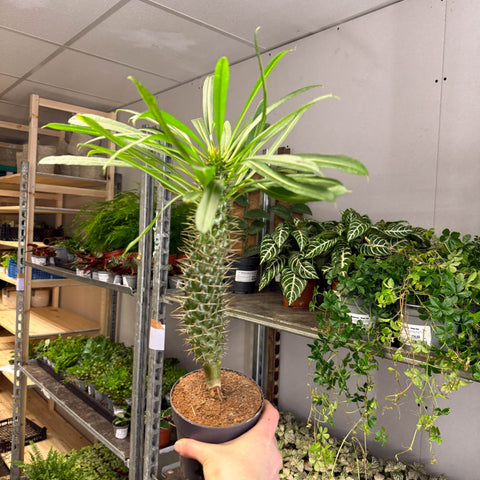 Pachypodium lamerei - Madagascar Palm - Sprouts of Bristol