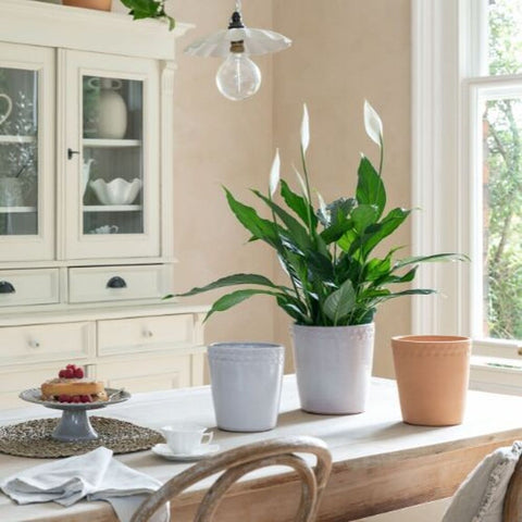 Painswick White Terracotta Pinched Planter - Sprouts of Bristol