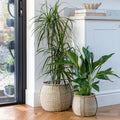 Pando Seagrass Basket Planter - Sprouts of Bristol