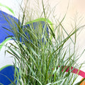 Panicum virgatum 'Prairie Sky' - Switch Grass - Sprouts of Bristol