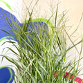 Panicum virgatum 'Prairie Sky' - Switch Grass - Sprouts of Bristol