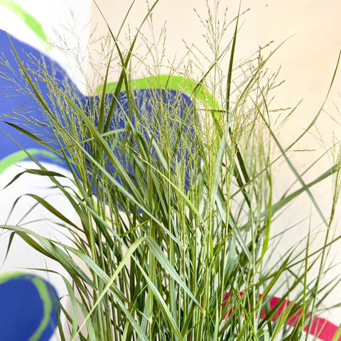 Panicum virgatum 'Prairie Sky' - Switch Grass - Sprouts of Bristol
