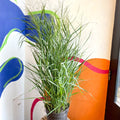 Panicum virgatum 'Prairie Sky' - Switch Grass - Sprouts of Bristol