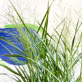 Panicum virgatum 'Prairie Sky' - Switch Grass - Sprouts of Bristol