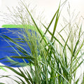 Panicum virgatum 'Prairie Sky' - Switch Grass - Sprouts of Bristol