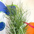 Panicum virgatum 'Prairie Sky' - Switch Grass - Sprouts of Bristol