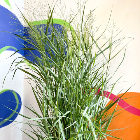Panicum virgatum 'Prairie Sky' - Switch Grass - Sprouts of Bristol