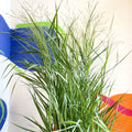 Panicum virgatum 'Prairie Sky' - Switch Grass - Sprouts of Bristol