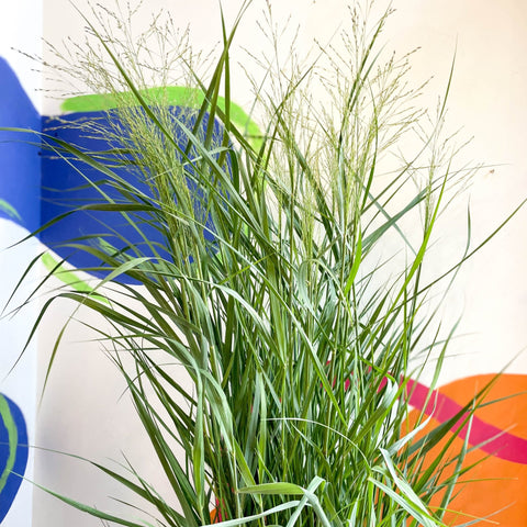 Panicum virgatum 'Prairie Sky' - Switch Grass - Sprouts of Bristol