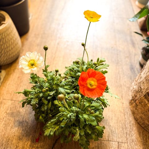 Papaver nudicaule 'Gartenzwerg' - Icelandic Poppy (mixed colours) - Sprouts of Bristol