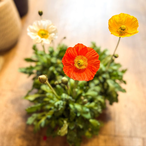 Papaver nudicaule 'Gartenzwerg' - Icelandic Poppy (mixed colours) - Sprouts of Bristol
