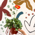Papaver nudicaule 'Gartenzwerg' - Icelandic Poppy (mixed colours) - Sprouts of Bristol