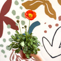 Papaver nudicaule 'Gartenzwerg' - Icelandic Poppy (mixed colours) - Sprouts of Bristol