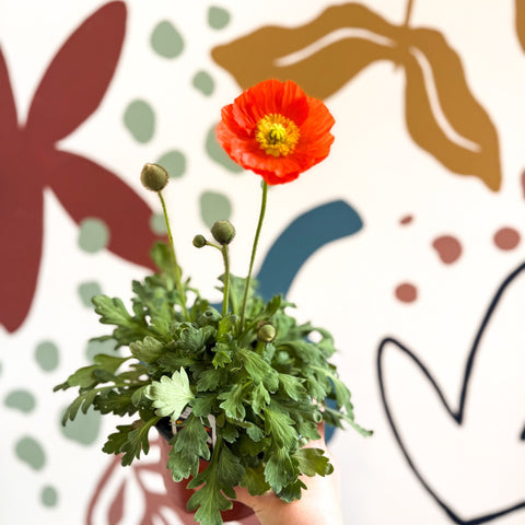 Papaver nudicaule 'Gartenzwerg' - Icelandic Poppy (mixed colours) - Sprouts of Bristol