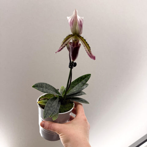 Paphiopedilum hirsutissimum – Purple Hairy Slipper Orchid - Sprouts of Bristol
