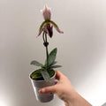 Paphiopedilum hirsutissimum – Purple Hairy Slipper Orchid - Sprouts of Bristol