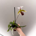 Paphiopedilum spicerianum – Lady’s Slipper Orchid - Sprouts of Bristol