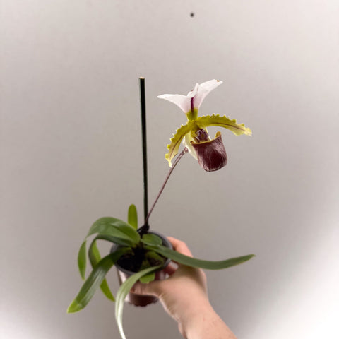 Paphiopedilum spicerianum – Lady’s Slipper Orchid - Sprouts of Bristol