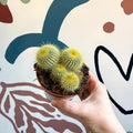 Parodia leninghausii - Golden Ball Cactus - Sprouts of Bristol