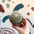 Parodia penicillata – Powder Puff Ball Cactus - Sprouts of Bristol