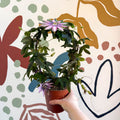 Passiflora 'Amethyst' - Purple Passionflower - Sprouts of Bristol
