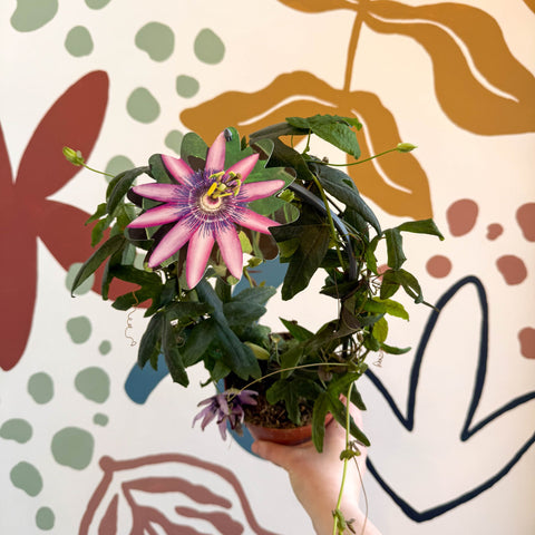 Passiflora 'Amethyst' - Purple Passionflower - Sprouts of Bristol