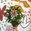 Passiflora caerulea - Blue Passionflower - Sprouts of Bristol