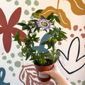 Passiflora caerulea - Blue Passionflower - Sprouts of Bristol