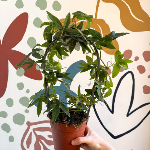 Passiflora caerulea - Blue Passionflower - Sprouts of Bristol