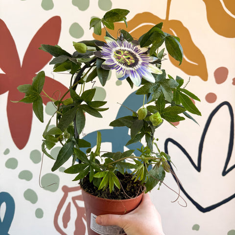 Passiflora caerulea - Blue Passionflower - Sprouts of Bristol