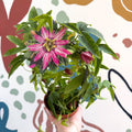 Passiflora × violacea ‘Victoria’ - Pink Passionflower - Sprouts of Bristol