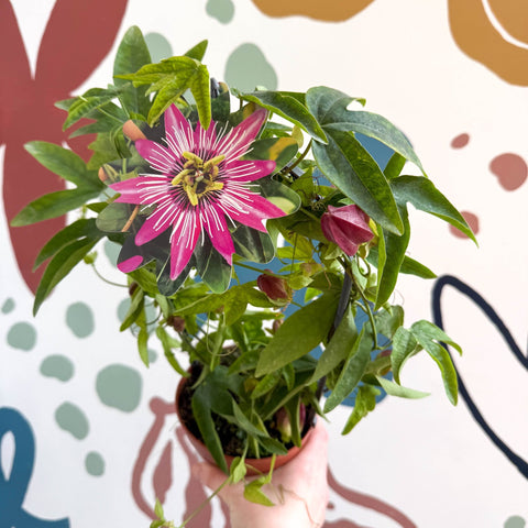 Passiflora × violacea ‘Victoria’ - Pink Passionflower - Sprouts of Bristol