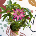 Passiflora × violacea ‘Victoria’ - Pink Passionflower - Sprouts of Bristol